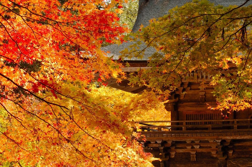 Autumn leaves of Oyada Momijidani (Oyada-jinja Shrine)