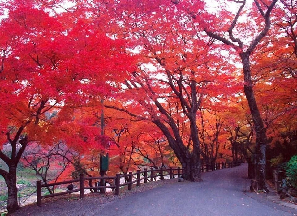 Autumn leaves in Yoro Park