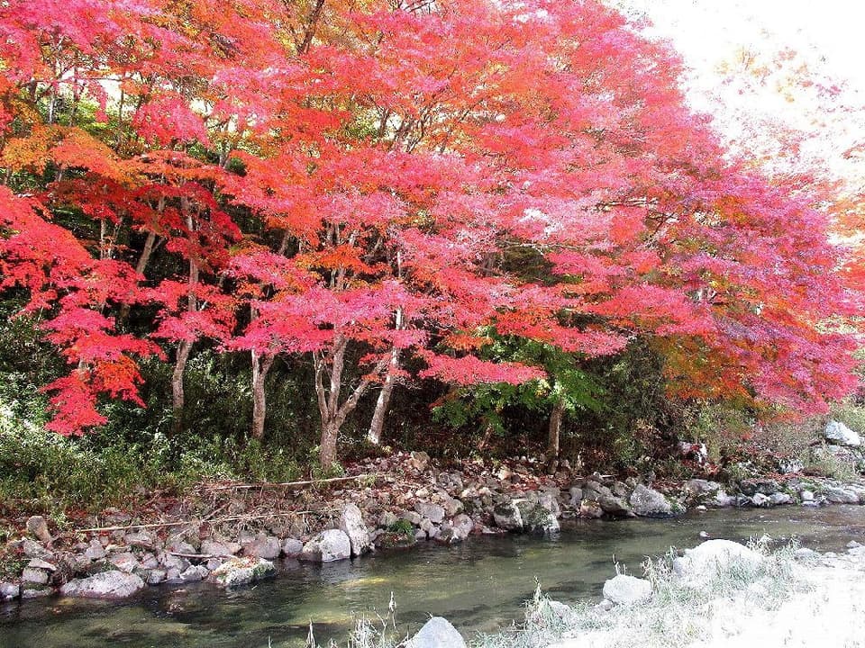 Autumn leaves of Shimogabuchi