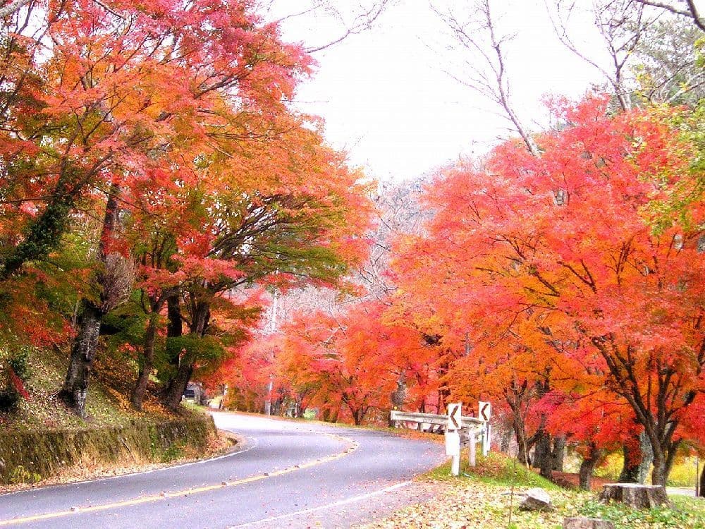 奥矢作湖畔の紅葉