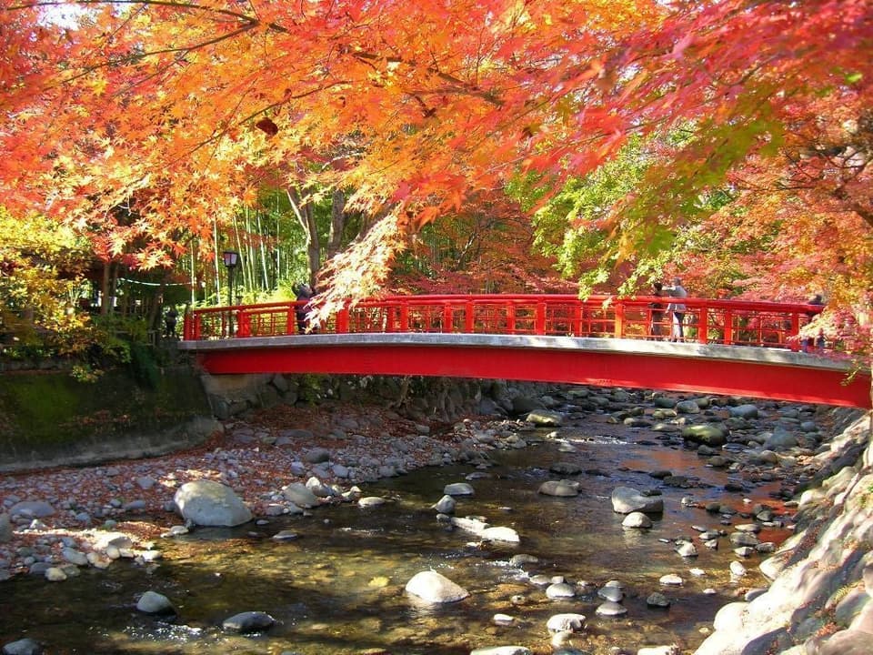 Autumn leaves of Shuzenji Onsen "Bamboo Forest Path" and "Shuzenji"