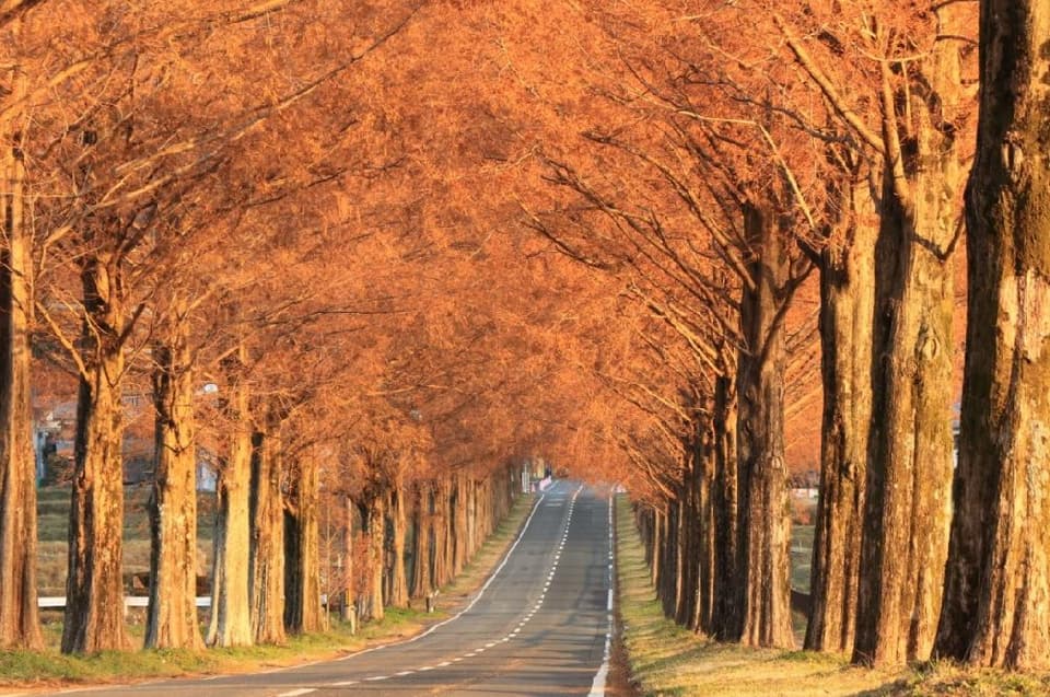 メタセコイア並木