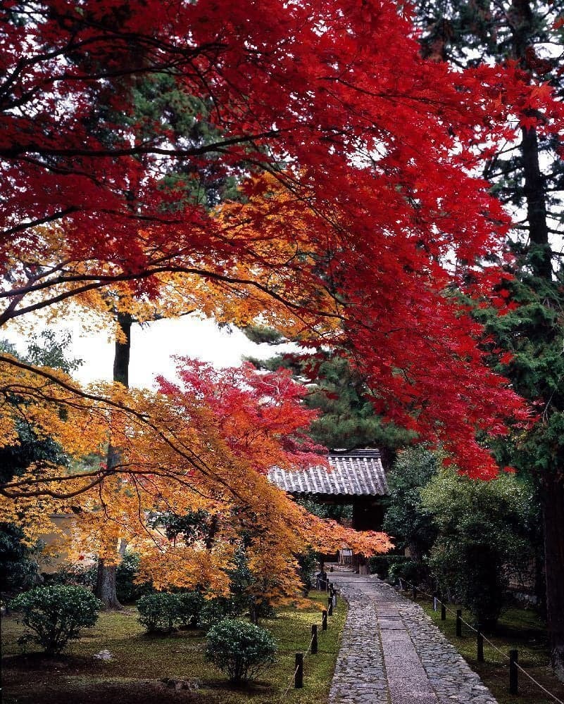Autumn leaves in Arashiyama (Rokuoin)