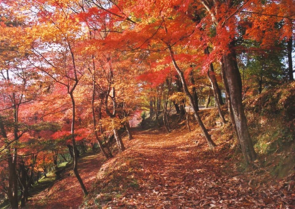 The autumn leaves of Mt. Momiji in Saijosan Park