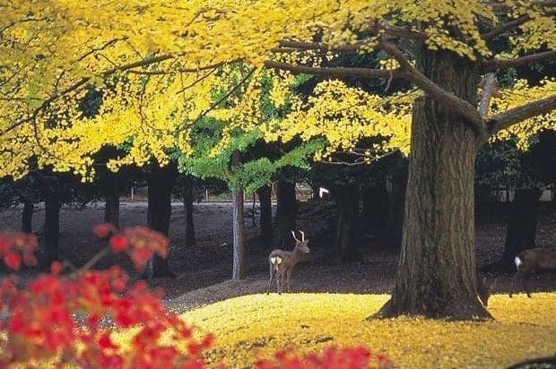 Nara Park