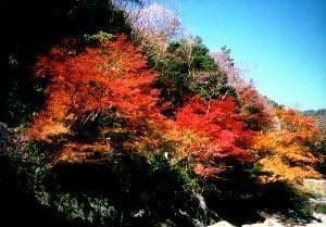 安蔵寺山の紅葉