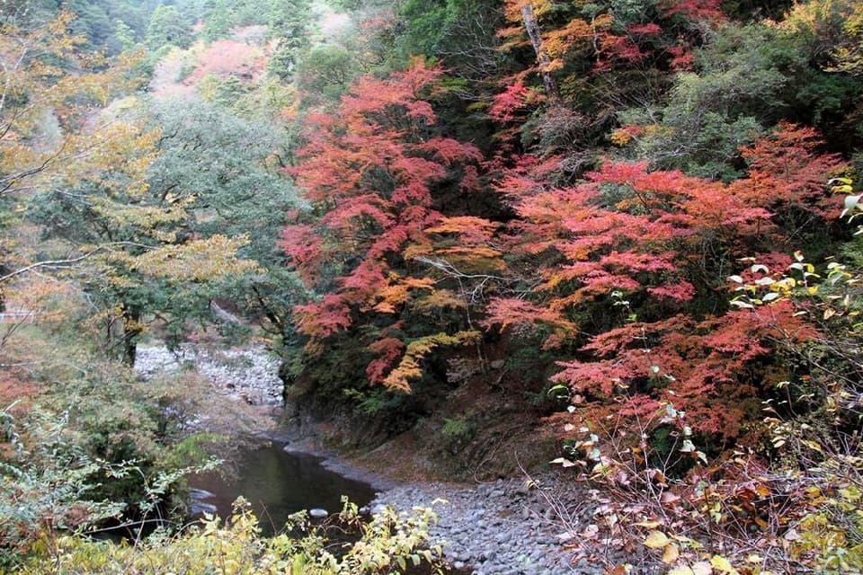 魚梁瀬西川渓谷の紅葉