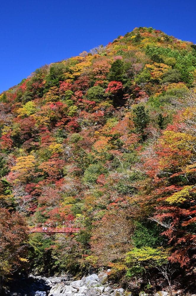Autumn leaves of Befukyo