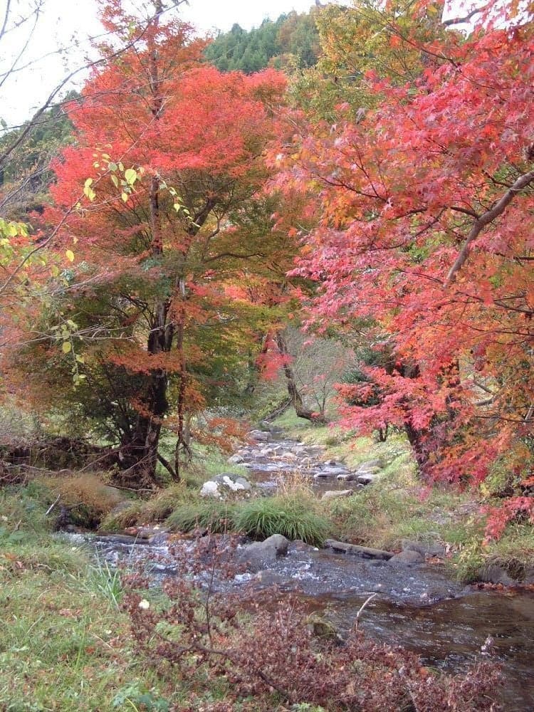 Autumn leaves in the clear stream forest