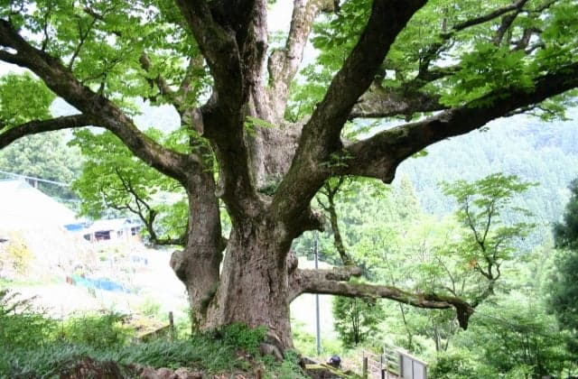 桑平のトチノキ