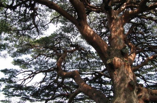 奥大野のアカマツ