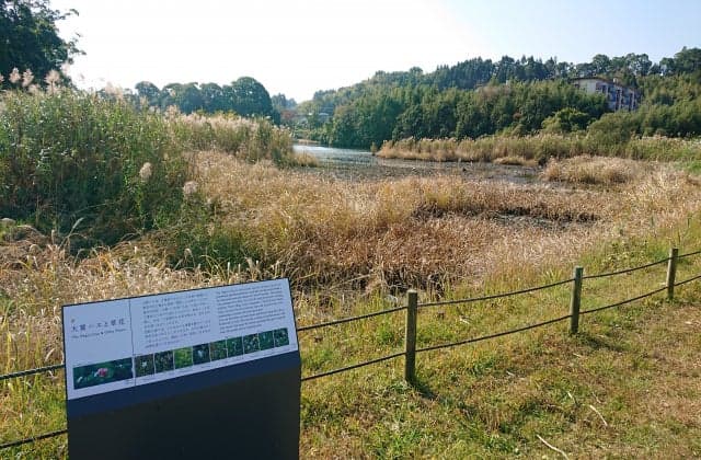 記紀の道大賀ハス