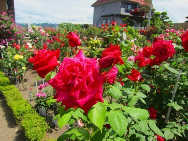 Roses in the park