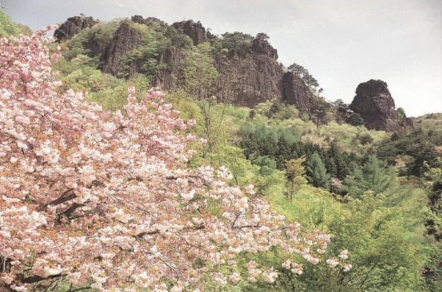 The mountain cherry blossoms of Lingshan