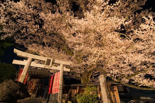 Takafukuji higanzakura