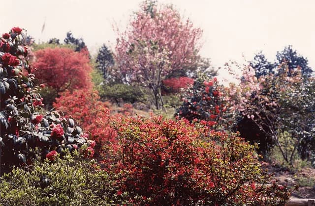 Flower tree in Hikoza Park
