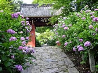 Honko-ji Temple Hydrangea