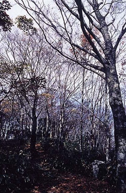 The primeval beech forest at Mt. Azugaga