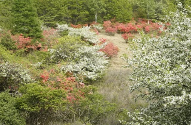 Kominegahara Kogen