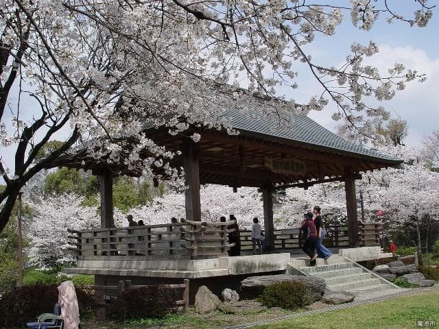Kikuchi Park Cherry Blossom