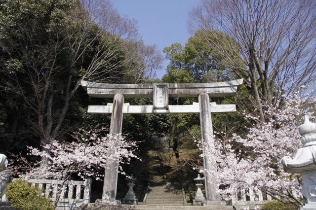 菊池神社鳥居(桜)
