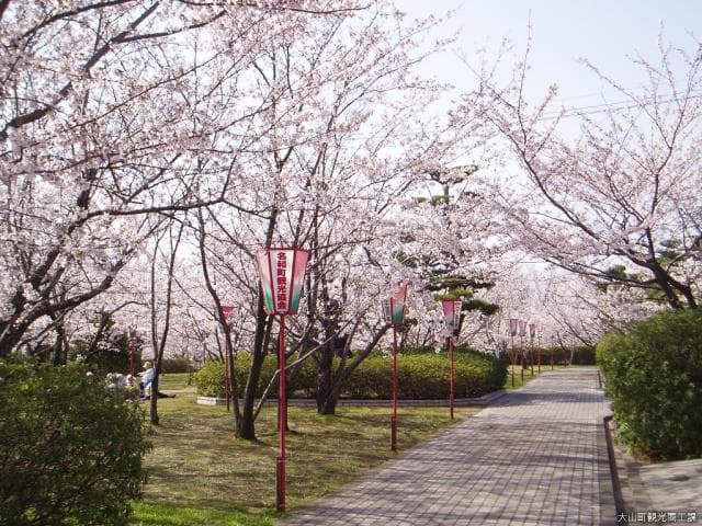Cherry blossoms