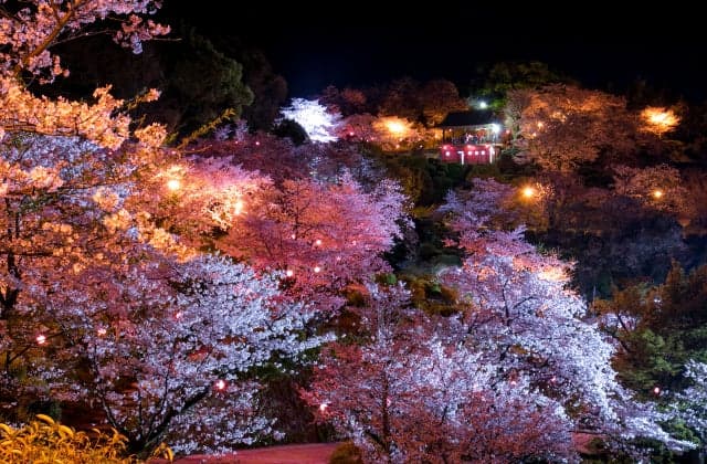 Night cherry blossoms at Kikuchi Park