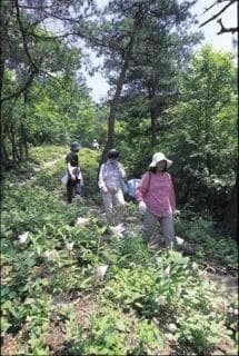 Small diameter of lily