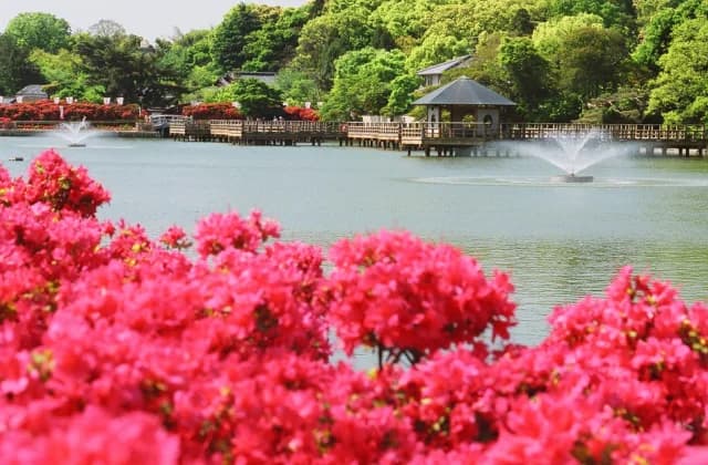Hachijogaike, Nagaoka Tenman-gu Shrine and Kirishimatsu azalea