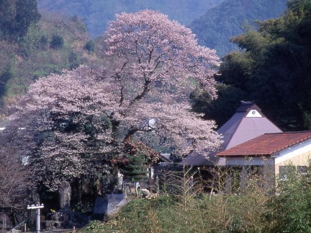 エドヒガンザクラ