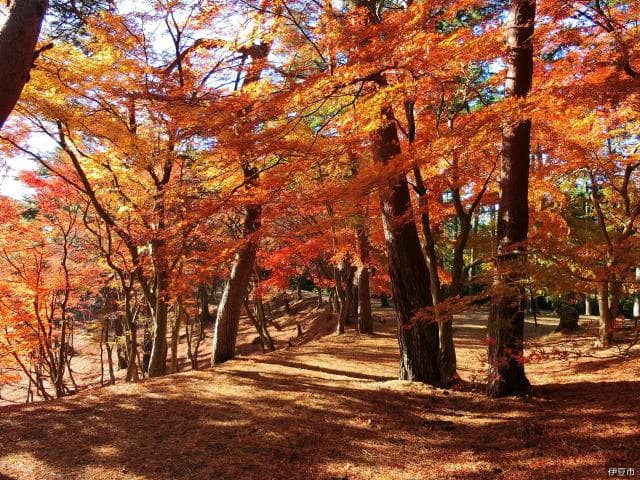 Shuzenji Nature Park Autumn Leaves