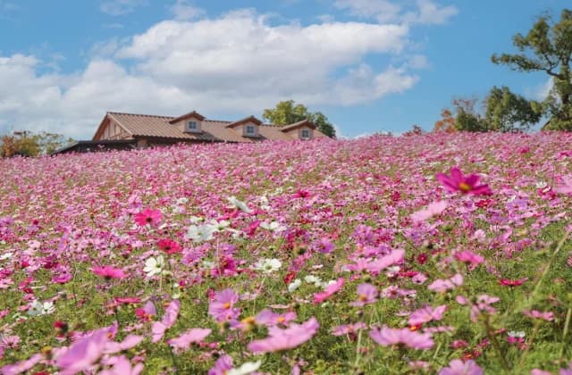 Cosmos 1