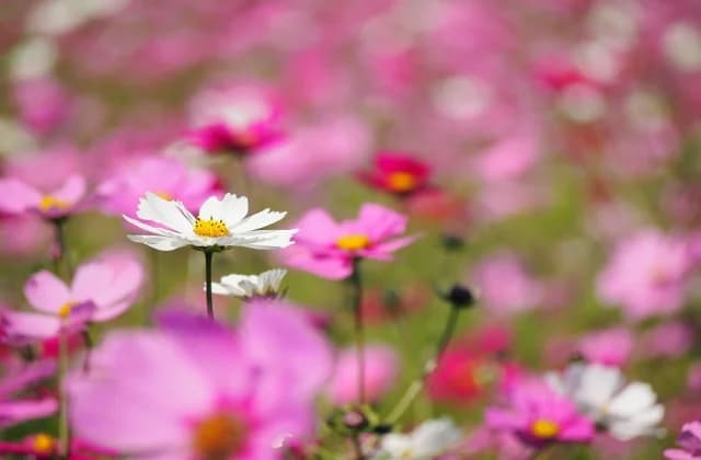 Cosmos 3
