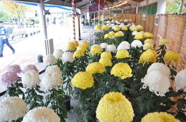 Yokote no Chrysanthemum Festival