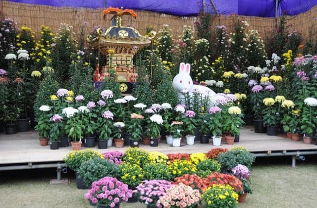 Yokote no Chrysanthemum Festival