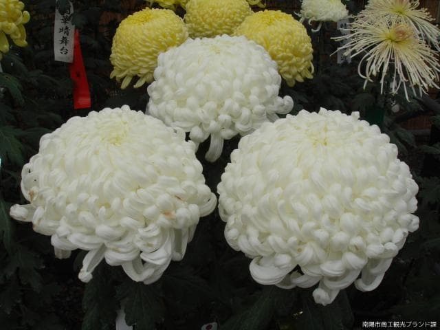Three large chrysanthemums