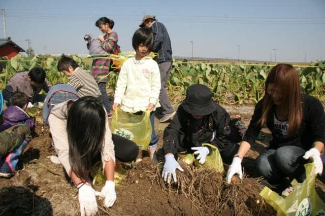 Satoimo Festival 1