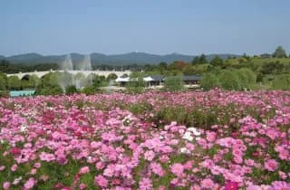 Cosmos Festival
