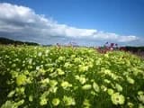 Yellow cosmos