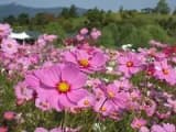 Cosmos Festival