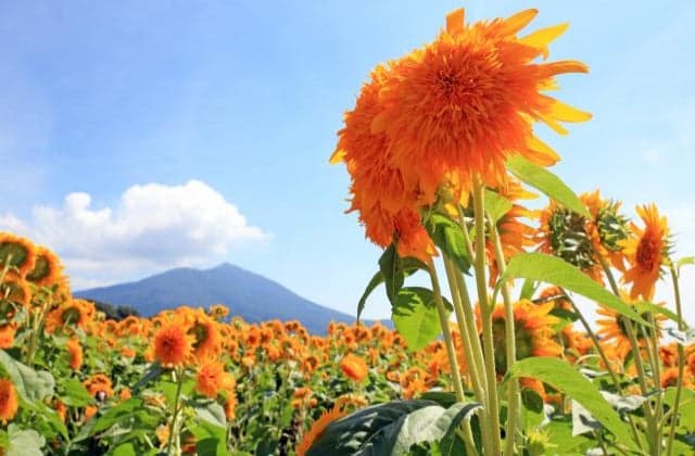 Akeno Sunflower Festival