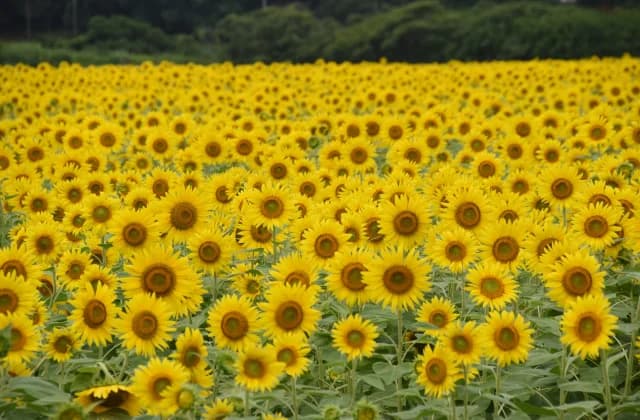 Sunflower Festival
