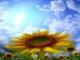 Sunflower under the blue sky