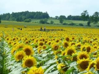 ひまわりの里