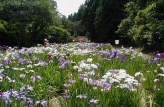 花言葉は「あなたを信じます」だそうです