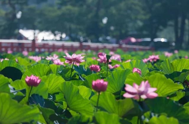 Lotus on the Hajime Hori side