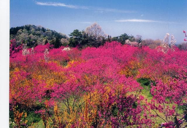 Chrysanthemum peach festival