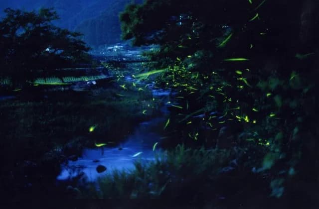 Firefly Ranbu