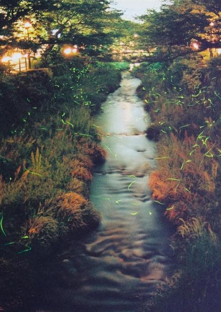 Firefly dancing Ichinosaka River