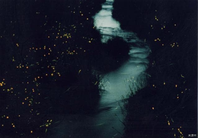 The Milky Way Firefly Festival